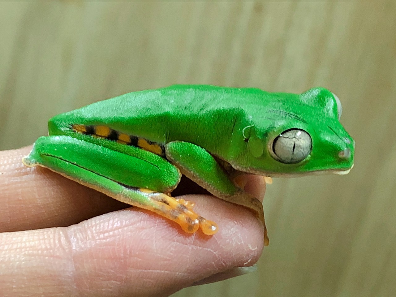 スリナム便 ネコメガエルたち 爬虫類倶楽部大宮店公式ブログ スリナム便 ネコメガエルたち 爬虫類倶楽部大宮店公式ブログ