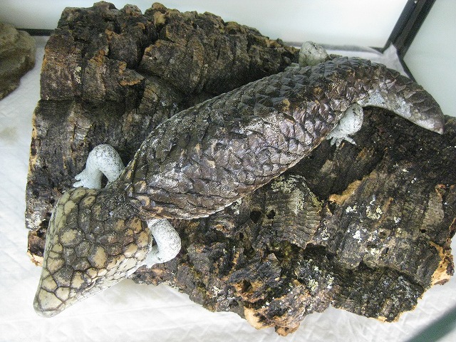 あのニシマツカサトカゲが驚きの価格で モリドラゴンも入荷 爬虫類倶楽部大宮店公式ブログ