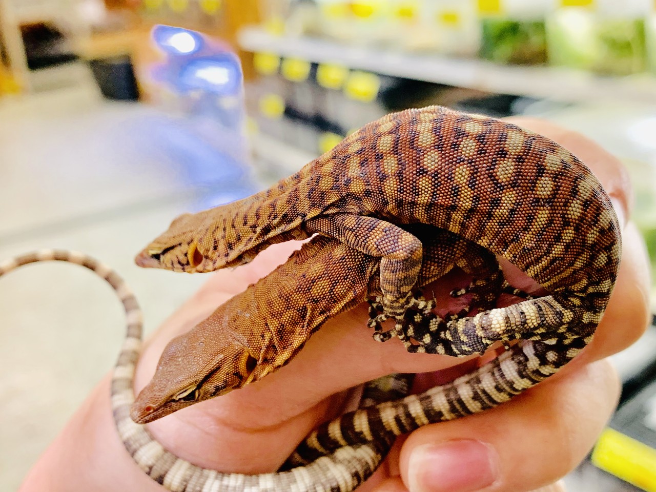 オーストラリアのドワーフモニター 爬虫類倶楽部大宮店公式ブログ