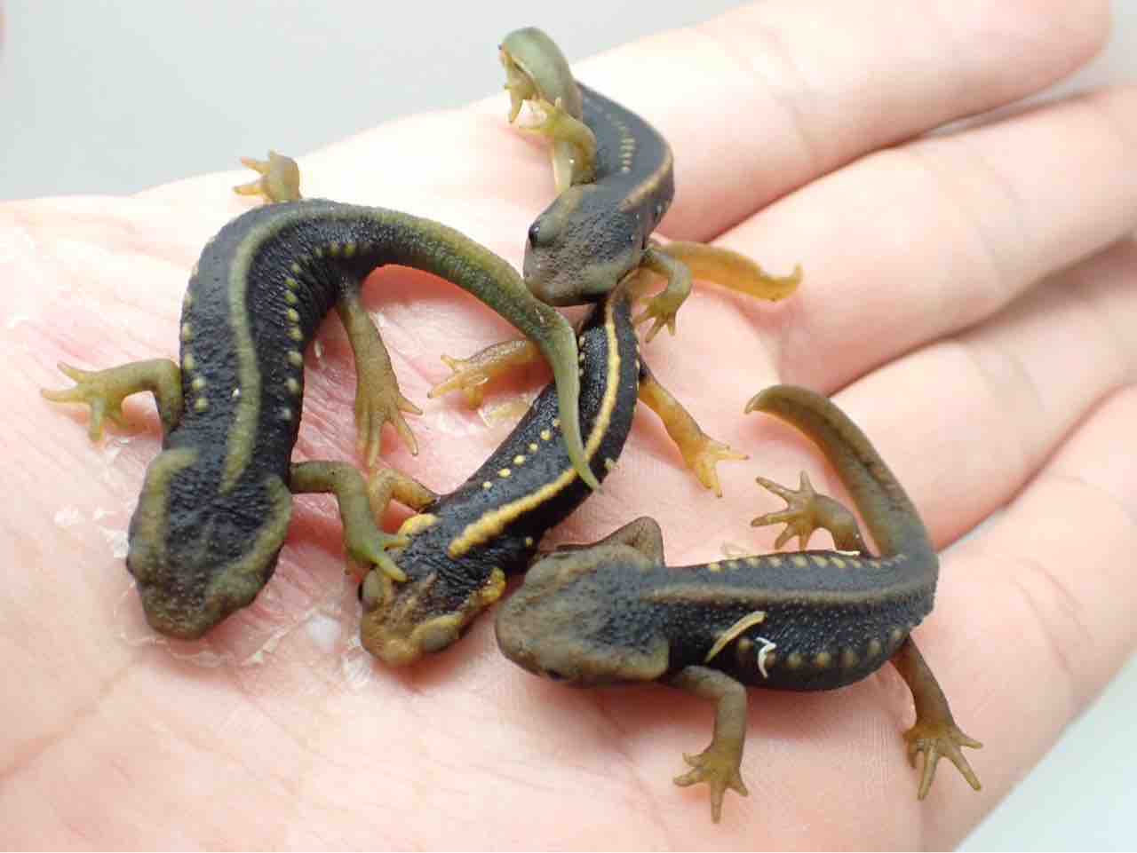 爬虫類・両生類のエサ SM40 M60 爬虫類・両生類のエサ SM40 M60 爬虫類・両生類のエサ SM40 M60