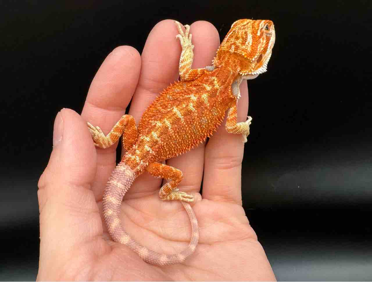 フトアゴ新入荷！7月限定フトアゴフェア開催中！ : 爬虫類倶楽部大宮店