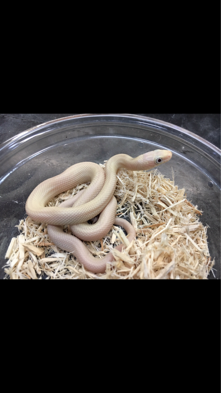 ヘビ新入荷 Boリクエストも募集中 爬虫類倶楽部大宮店公式ブログ