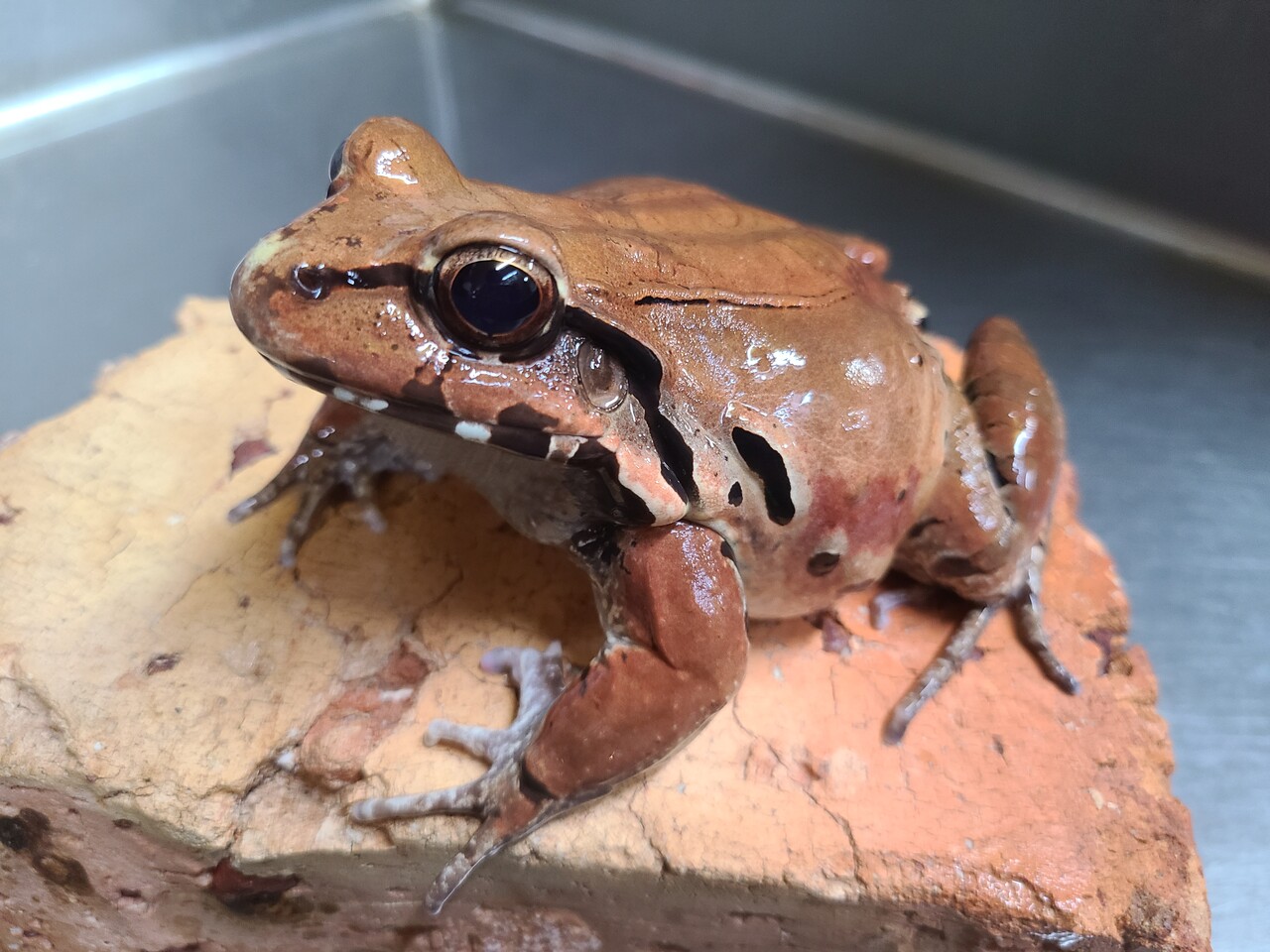 ミルキーフロッグ 1年飼い込み個体 カエル 両生類 多分メス Www Splashecopark Com Br