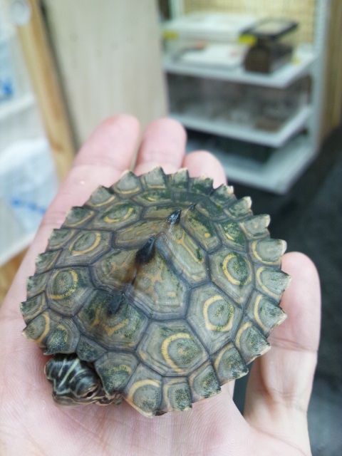 深田のいちおし情報 65 かめ 爬虫類倶楽部大宮店公式ブログ 深田のいちおし情報 65 かめ 爬虫類倶楽部大宮店公式ブログ
