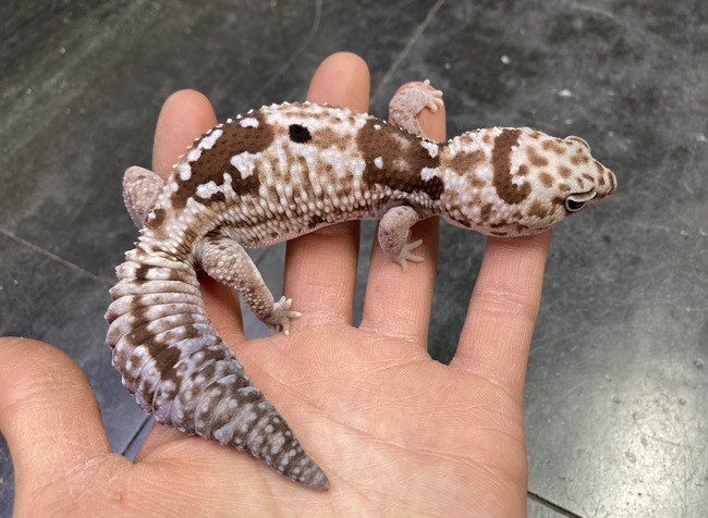 51A549C8-8014-48E2-9849-BC7F7302BECB