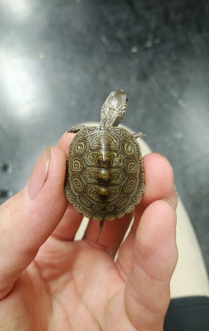 ヘビ カメ新入荷 爬虫類倶楽部大宮店公式ブログ