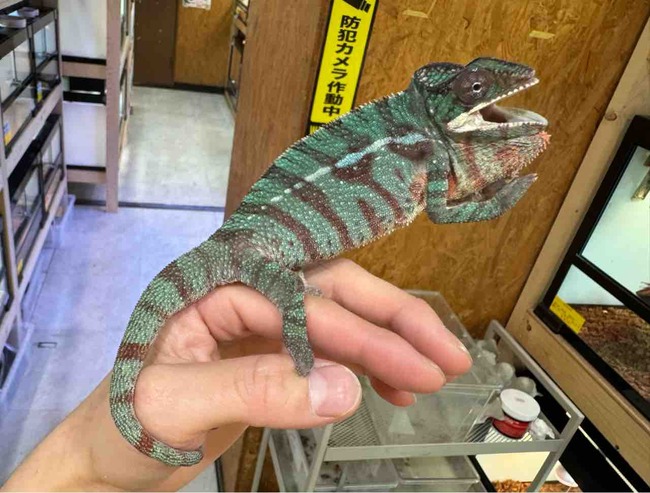 FullSizeRender