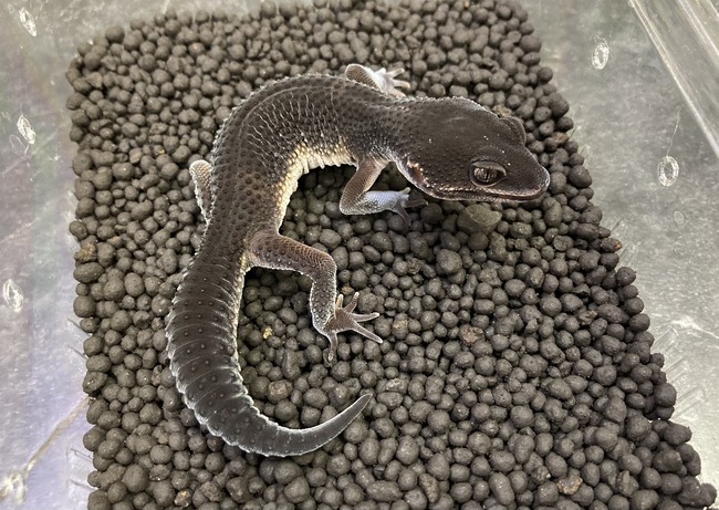 BB884A31-2565-44DA-BB6E-3613A79A49B2