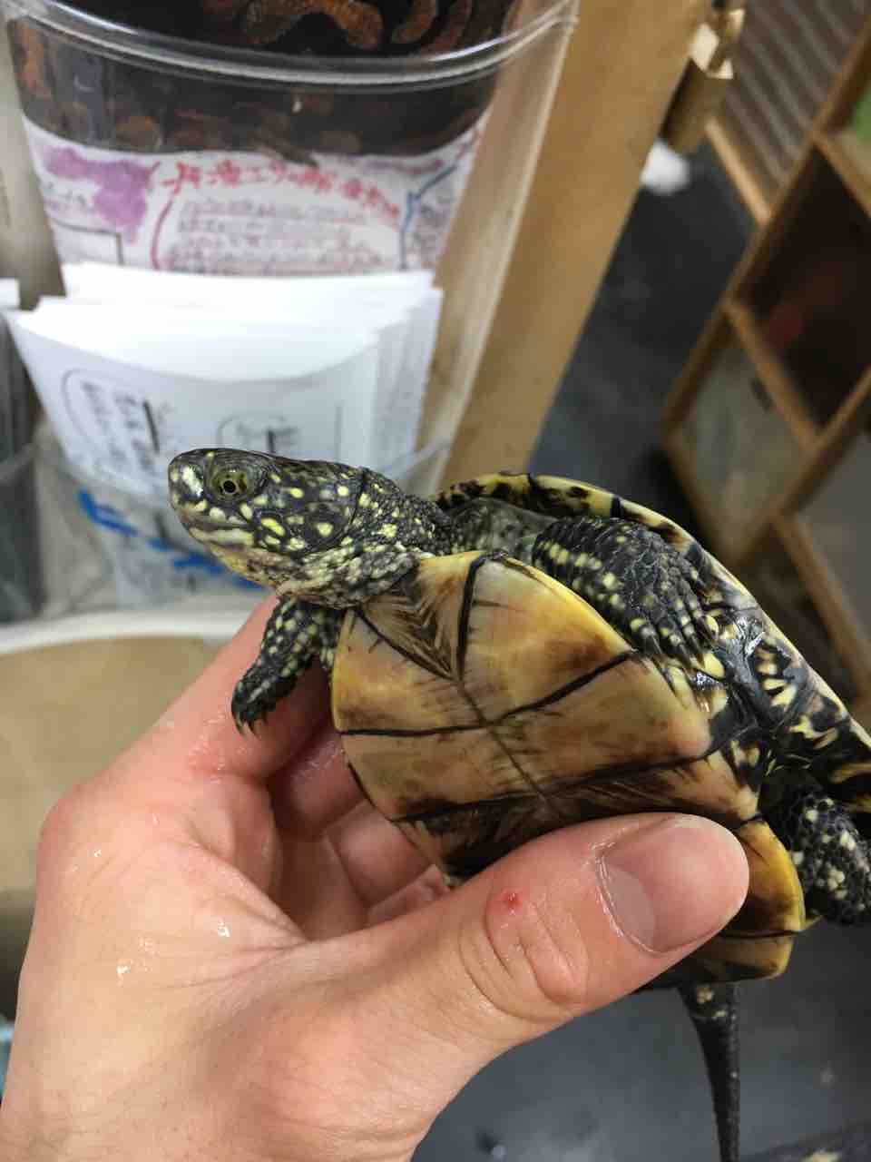 爬虫類倶楽部大宮店公式ブログ 爬虫類倶楽部大宮店公式ブログ