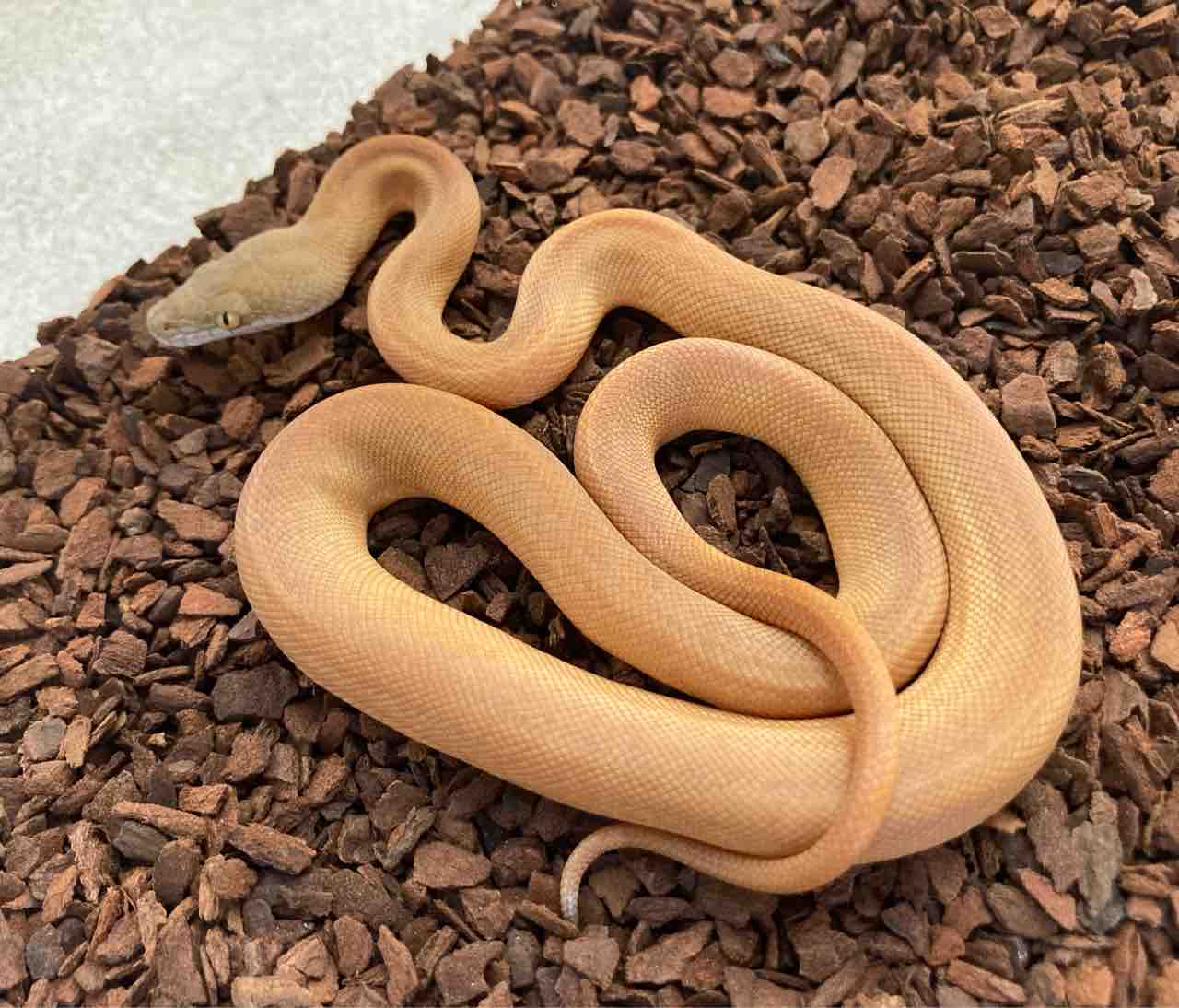 ヘビ ヤモリ 新入荷 ドイツ便 アメリカ便 A Bigなレオパも色々と 爬虫類倶楽部大宮店公式ブログ ヘビ ヤモリ 新入荷 ドイツ便 アメリカ便 A Bigなレオパも色々と 爬虫類倶楽部大宮店公式ブログ