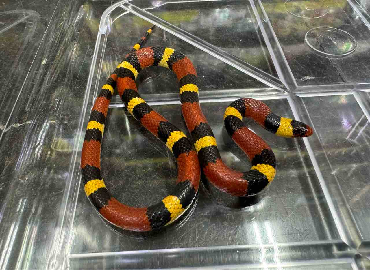 ヘビ新入荷！国外WCシリーズ！手のひらサイズのグリーンパイが良い感じ