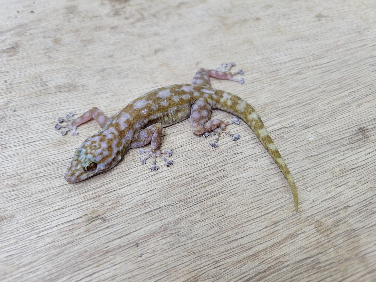 ヤモリ新入荷 ちょこっと在庫紹介 爬虫類倶楽部大宮店公式ブログ