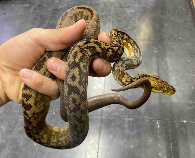 FullSizeRender