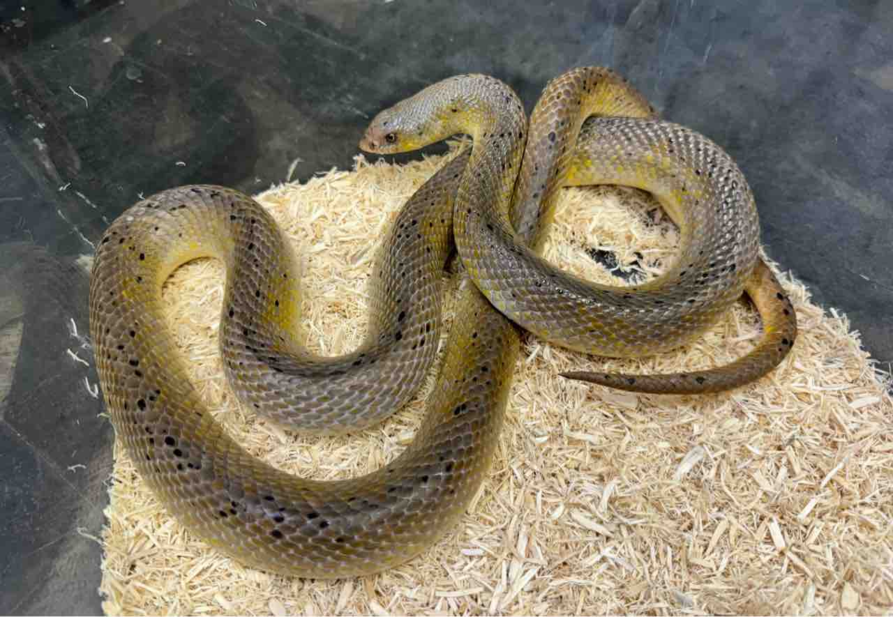 ヘビ新入荷！国外WCシリーズ！手のひらサイズのグリーンパイが良い感じ