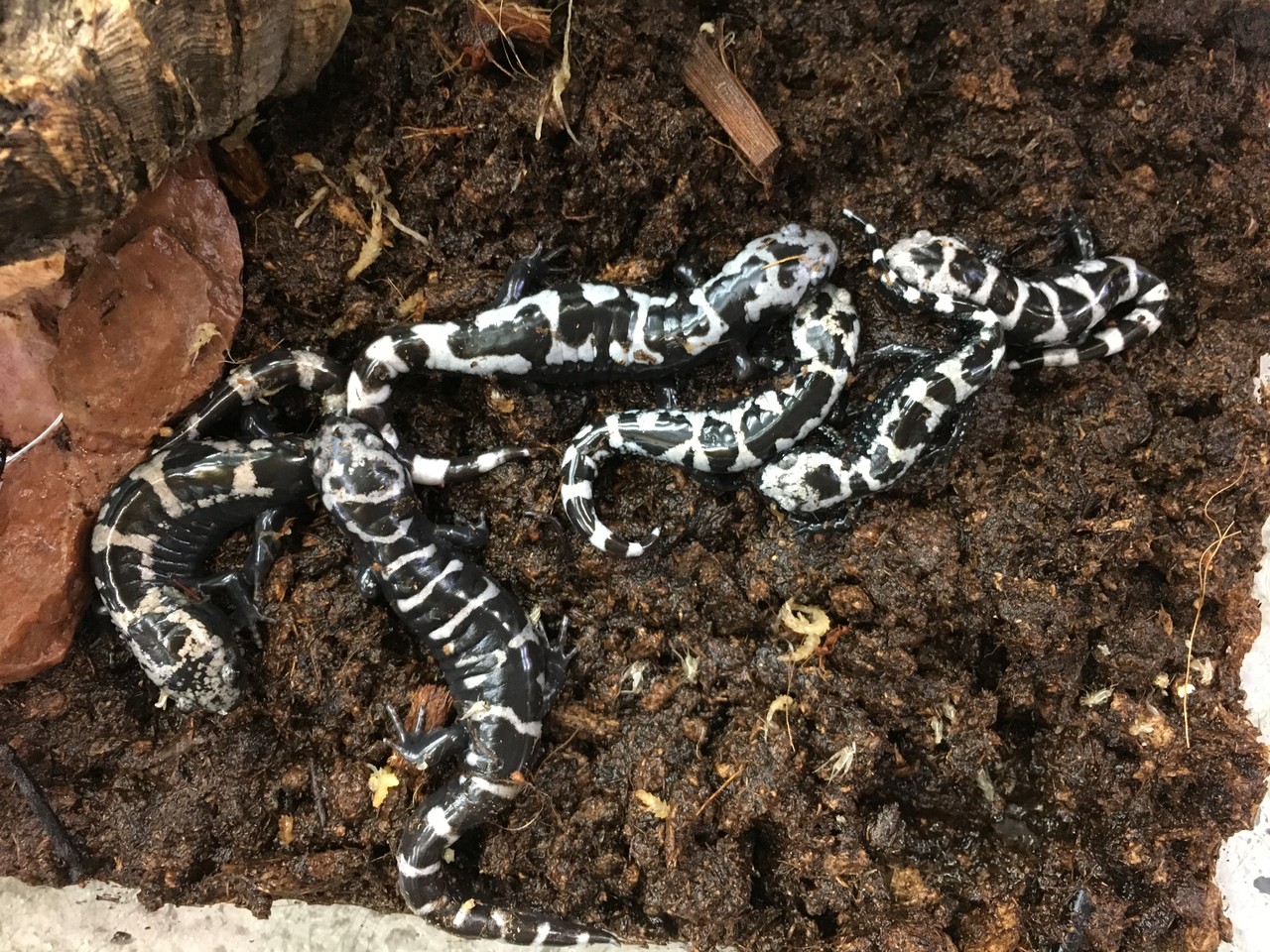 マーブルサラマンダーがお得 シリケンやアカハラなどカエルもきてます 爬虫類倶楽部大宮店公式ブログ