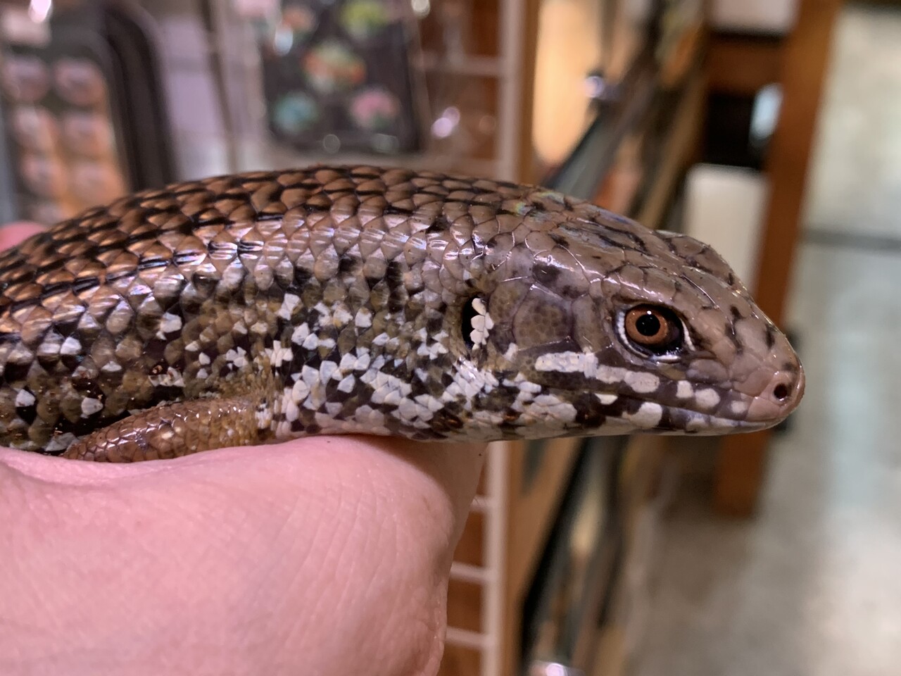 トカゲ新入荷！久々モニター！！ : 爬虫類倶楽部大宮店公式ブログ