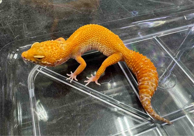 FullSizeRender