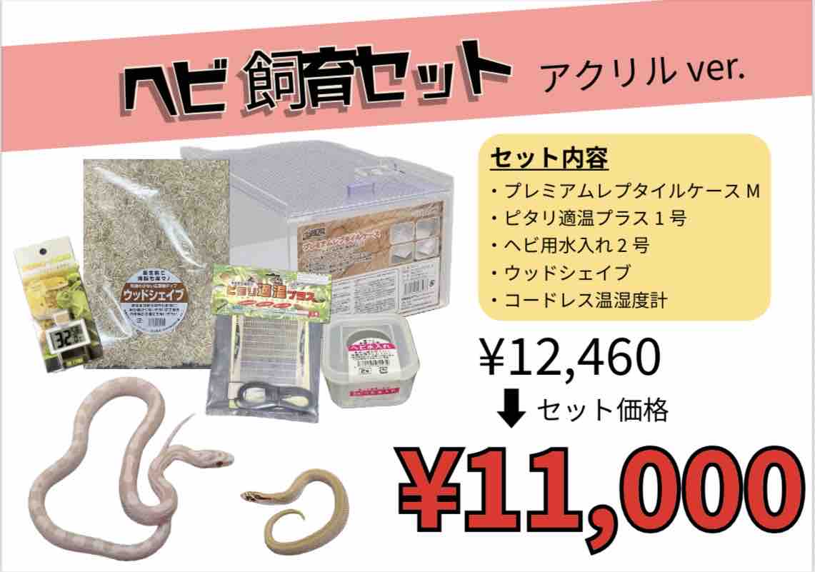 セール情報＋在庫紹介】飼育セットと同時購入で生体がお得に！＋コーン 