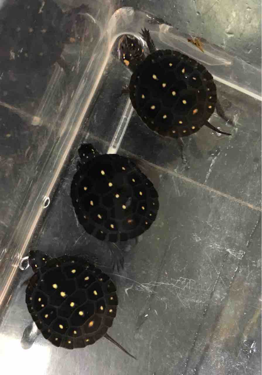 ヘビ カメ 新入荷 パーカーナガクビやミツウロコヘビなど 爬虫類倶楽部大宮店公式ブログ