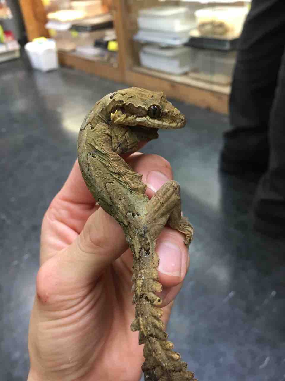 ヤモリ 新入荷 爬虫類倶楽部大宮店公式ブログ