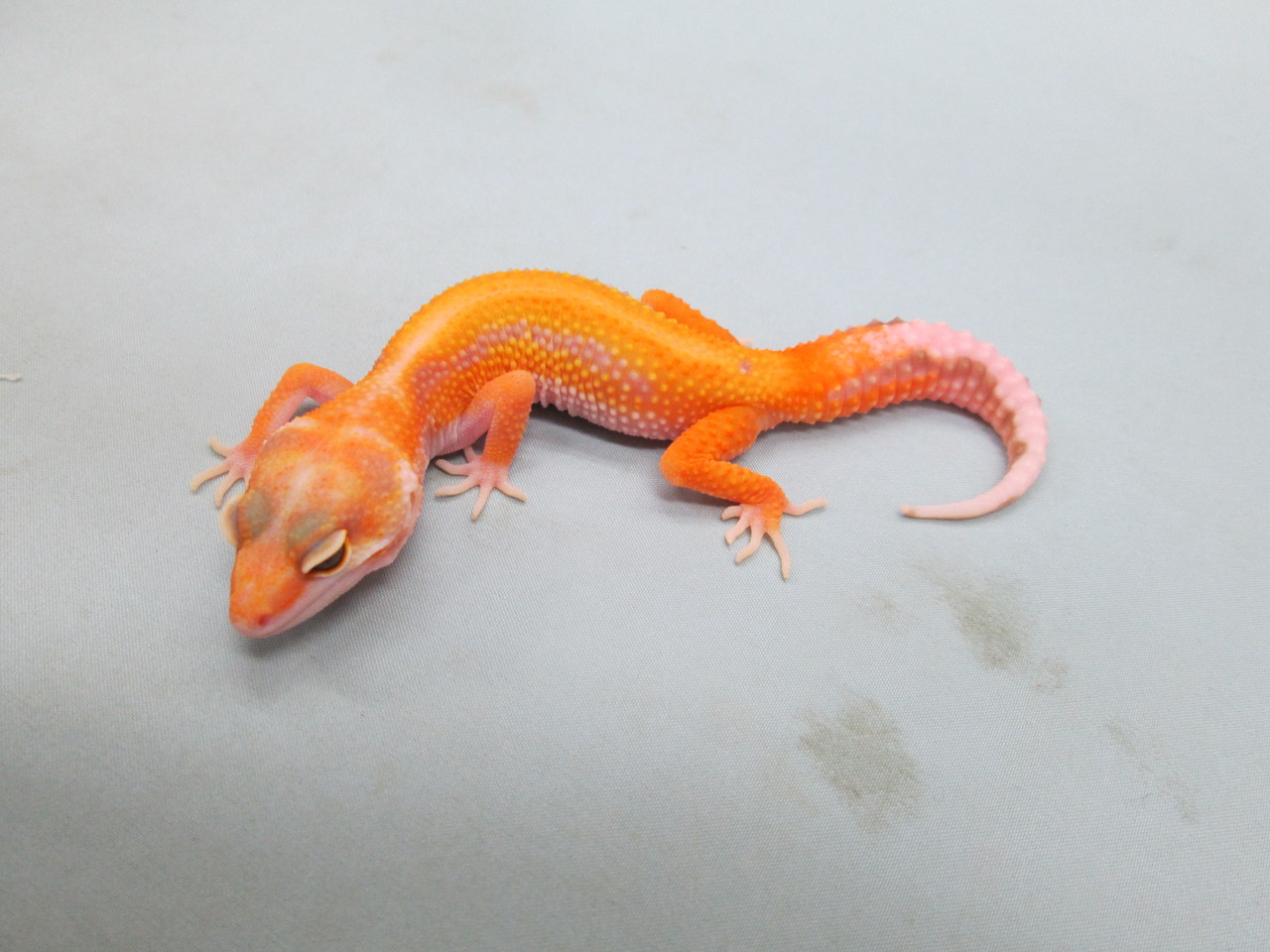 スティーブ便 レオパ大量入荷 爬虫類倶楽部大宮店公式ブログ