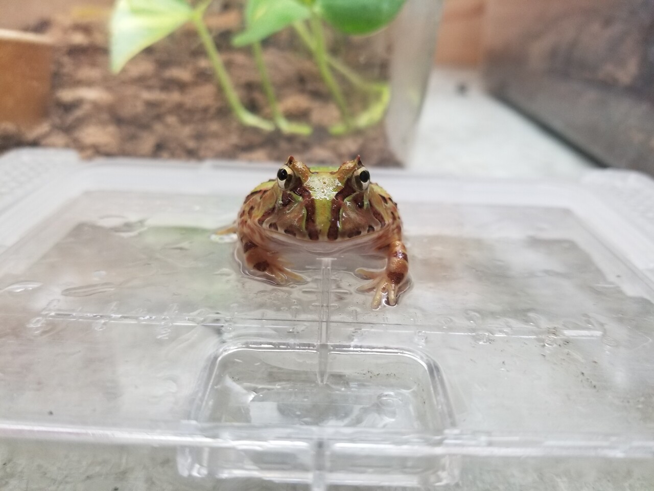 両生類新入荷 ブラジル ベルツノ アフウシ アメフクラ 爬虫類倶楽部大宮店公式ブログ
