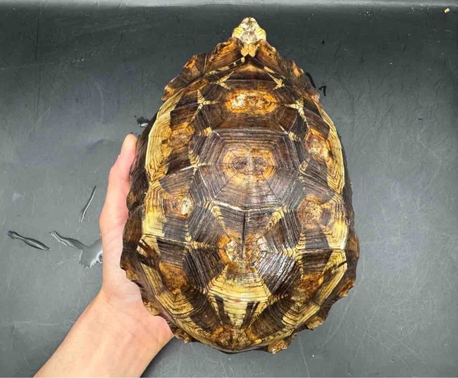 FullSizeRender