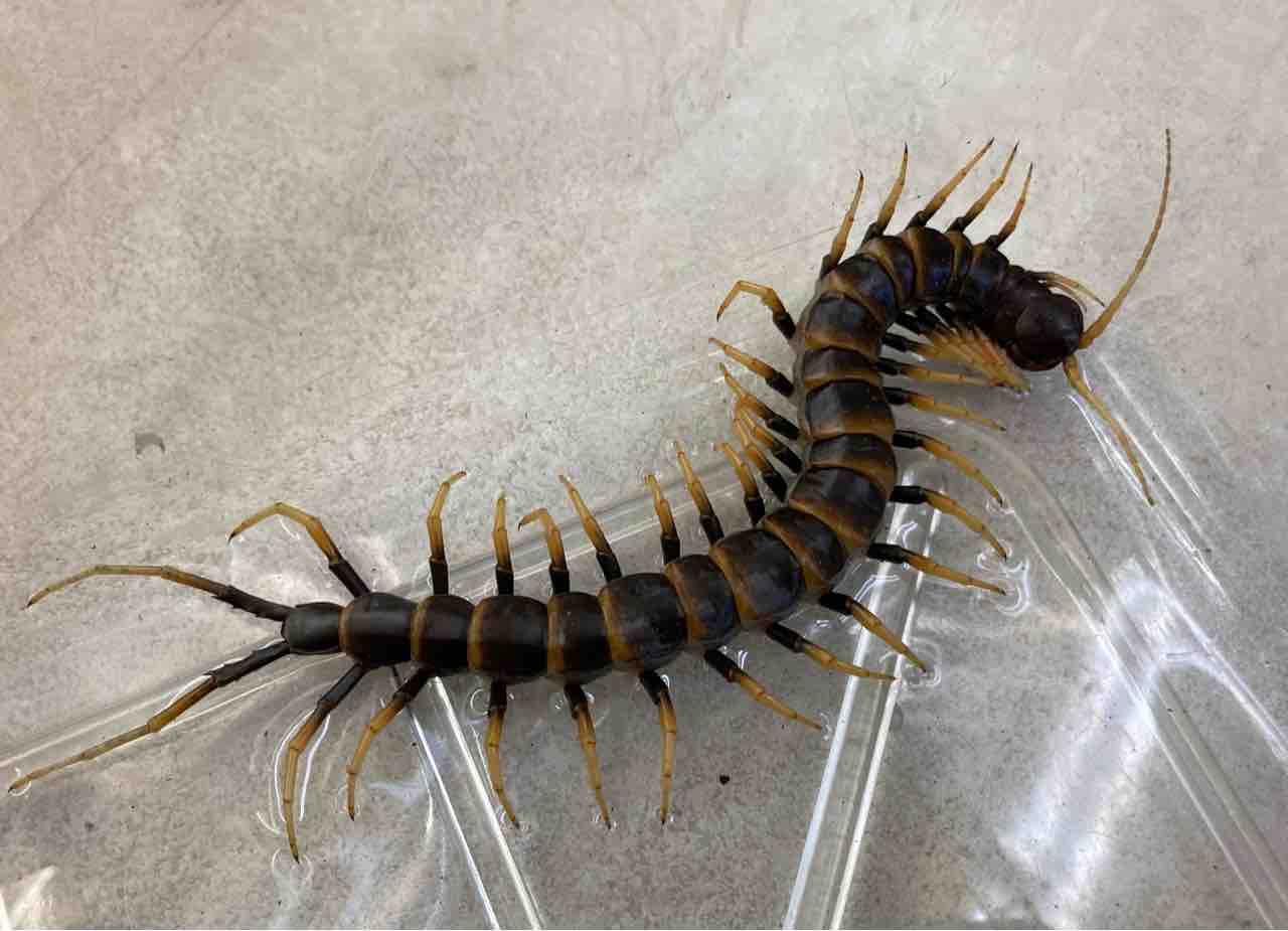 蟲 新入荷 遅ればせながら入荷の漆黒ムカデ 飼い込みサイズのペルビアンなど色々 爬虫類倶楽部大宮店公式ブログ