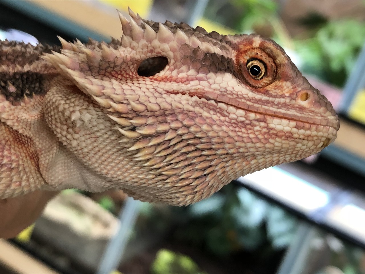 ヒガシアゴヒゲクロス ブルーバー ウィットブリッツ 爬虫類倶楽部大宮店公式ブログ ヒガシアゴヒゲクロス ブルーバー ウィットブリッツ 爬虫類倶楽部大宮店公式ブログ