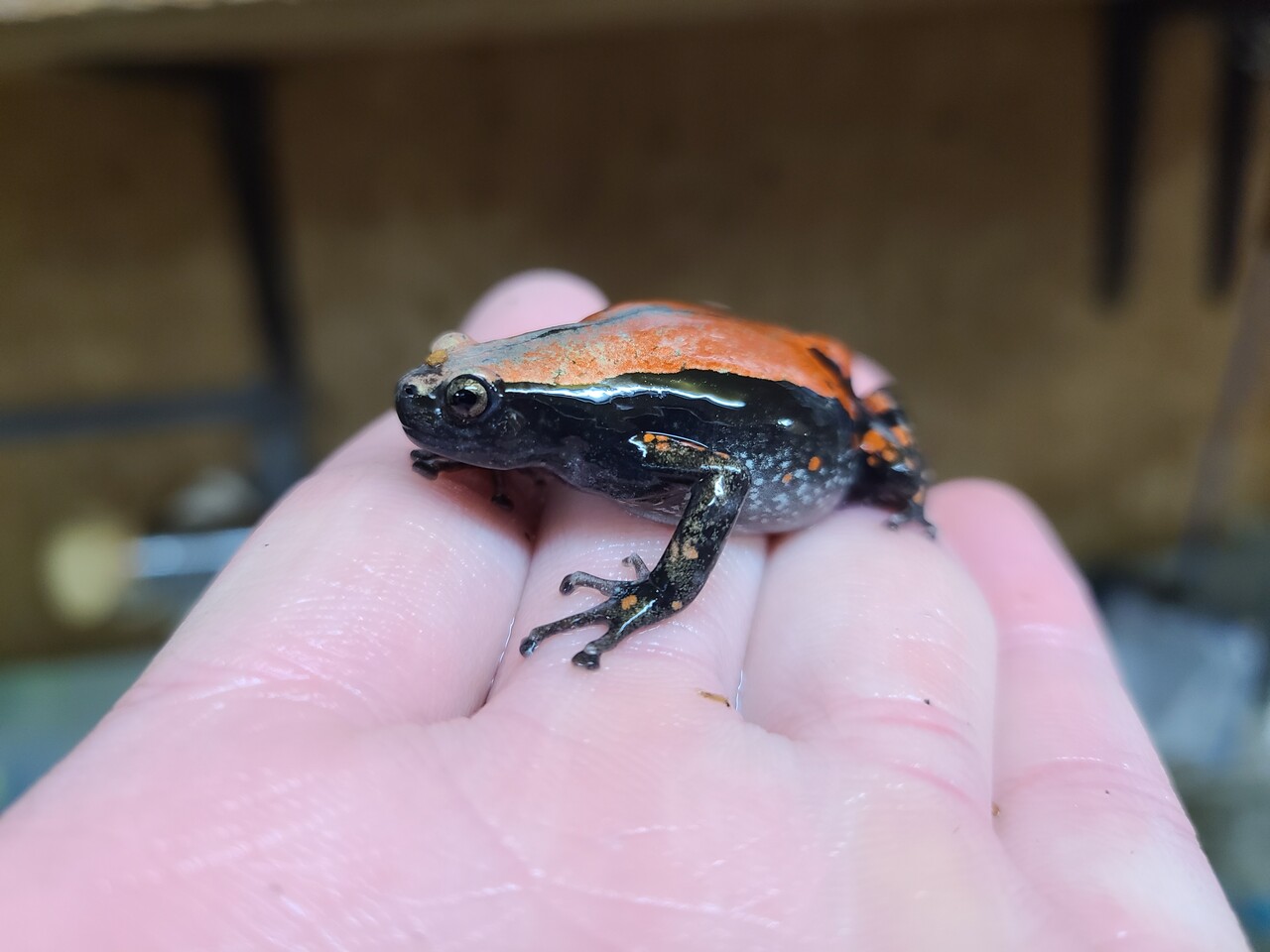 両生類新入荷 コガタナゾ クツワアメ イエアメ サビトマト クランウェル 爬虫類倶楽部大宮店公式ブログ 両生類新入荷 コガタナゾ クツワアメ イエアメ サビトマト クランウェル 爬虫類倶楽部大宮店公式ブログ