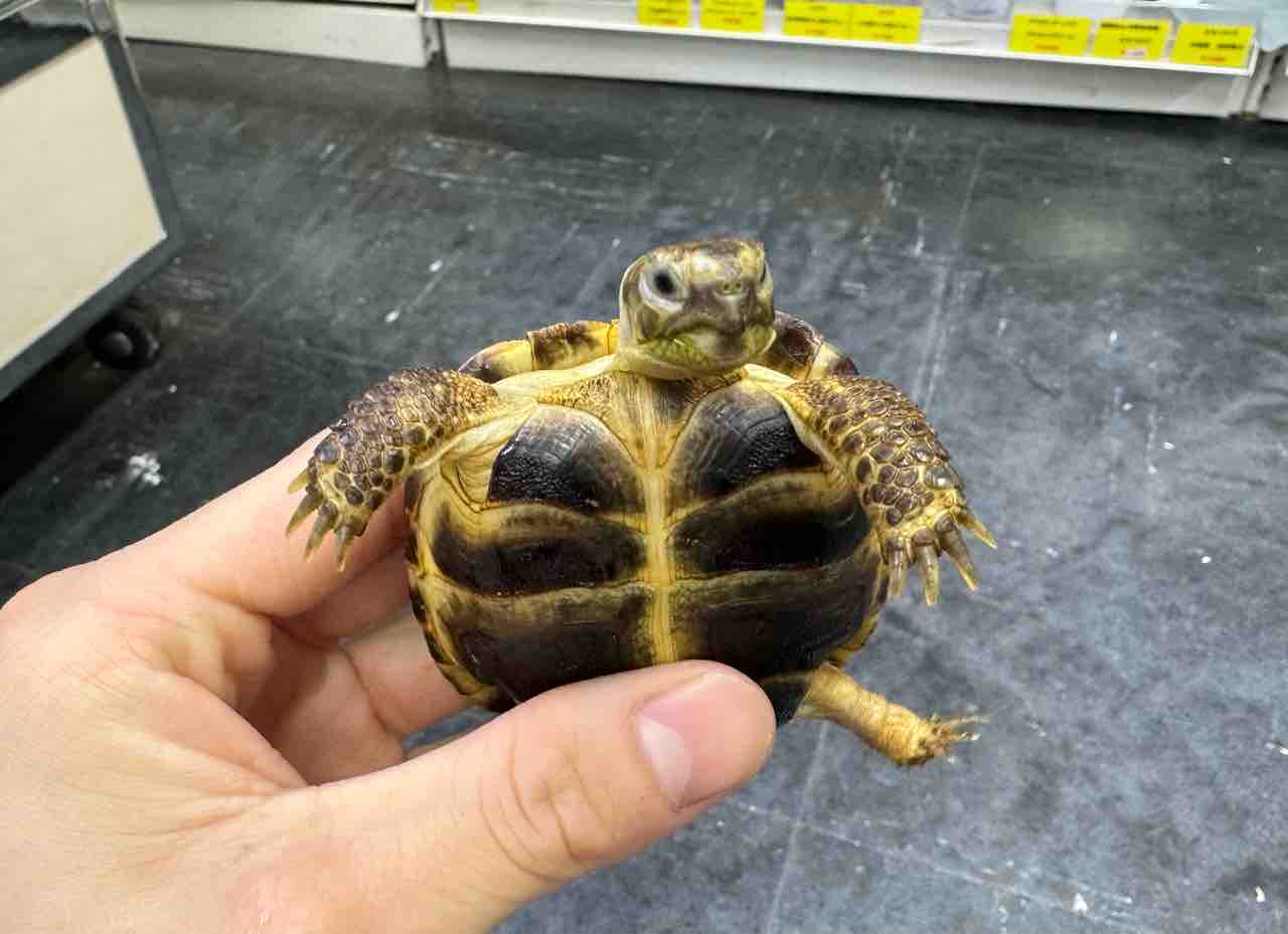 ハチクラサービスデー開催！】リクガメ 在庫紹介！飼育セットと同時