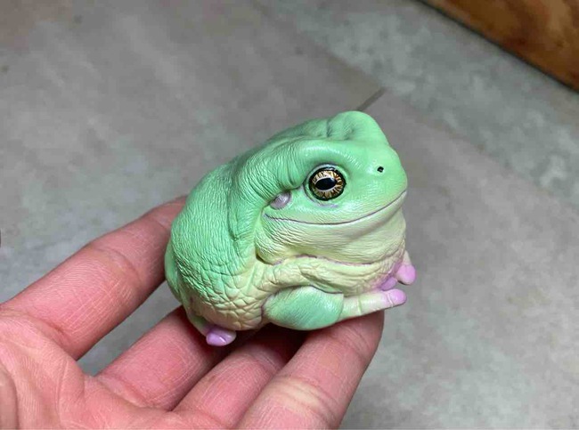 動物の惑星はじめました！ : 爬虫類倶楽部大宮店公式ブログ