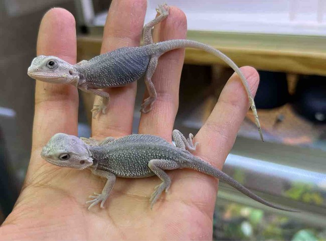 FullSizeRender