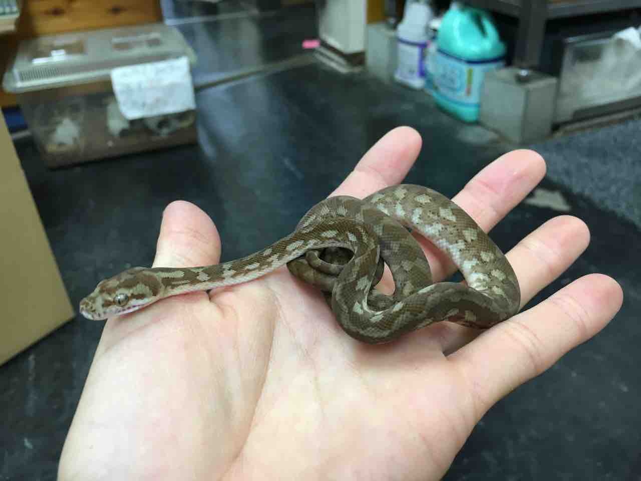 ヘビ新入荷 チモールにズグロ アルバなども 爬虫類倶楽部大宮店公式ブログ ヘビ新入荷 チモールにズグロ アルバなども 爬虫類倶楽部大宮店公式ブログ