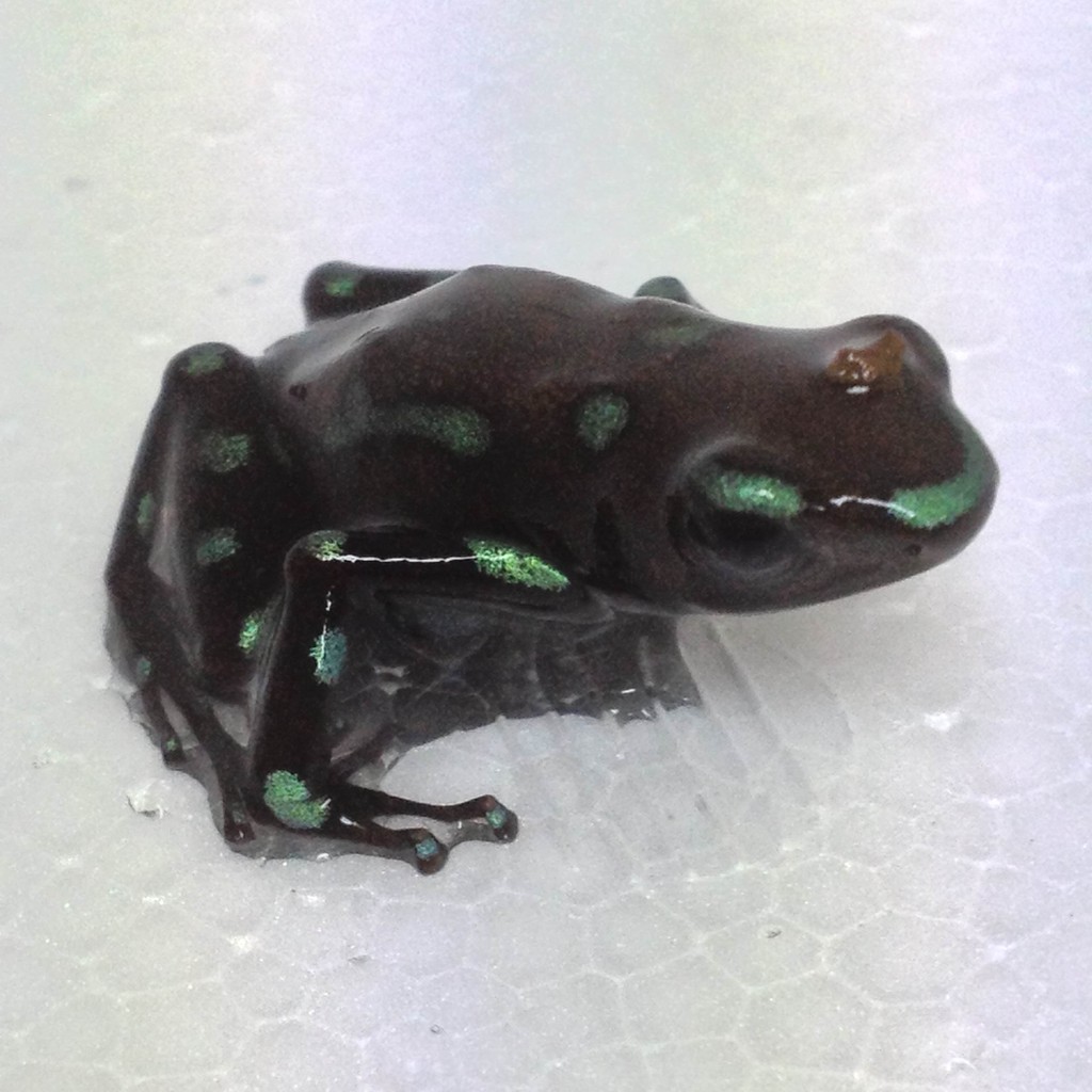 爬虫類倶楽部大宮店公式ブログ
カナダ便!コバルトなどヤドクガエルたくさん入荷しました
hachikura_ohmiya