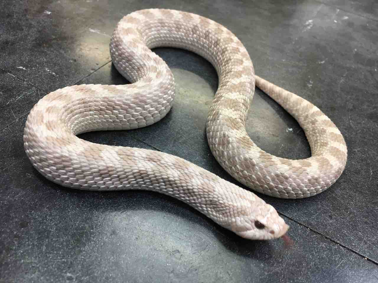 ヘビ 新入荷 と大きめシシバナの在庫紹介 爬虫類倶楽部大宮店公式ブログ