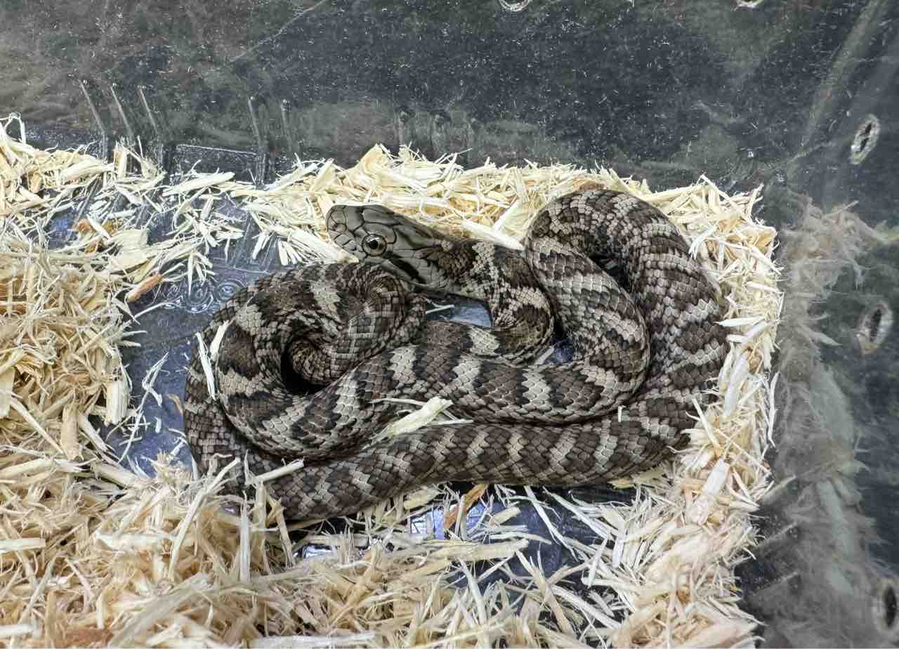 ヘビ関東ページ タカチホヘビ科 – WEB両爬図鑑