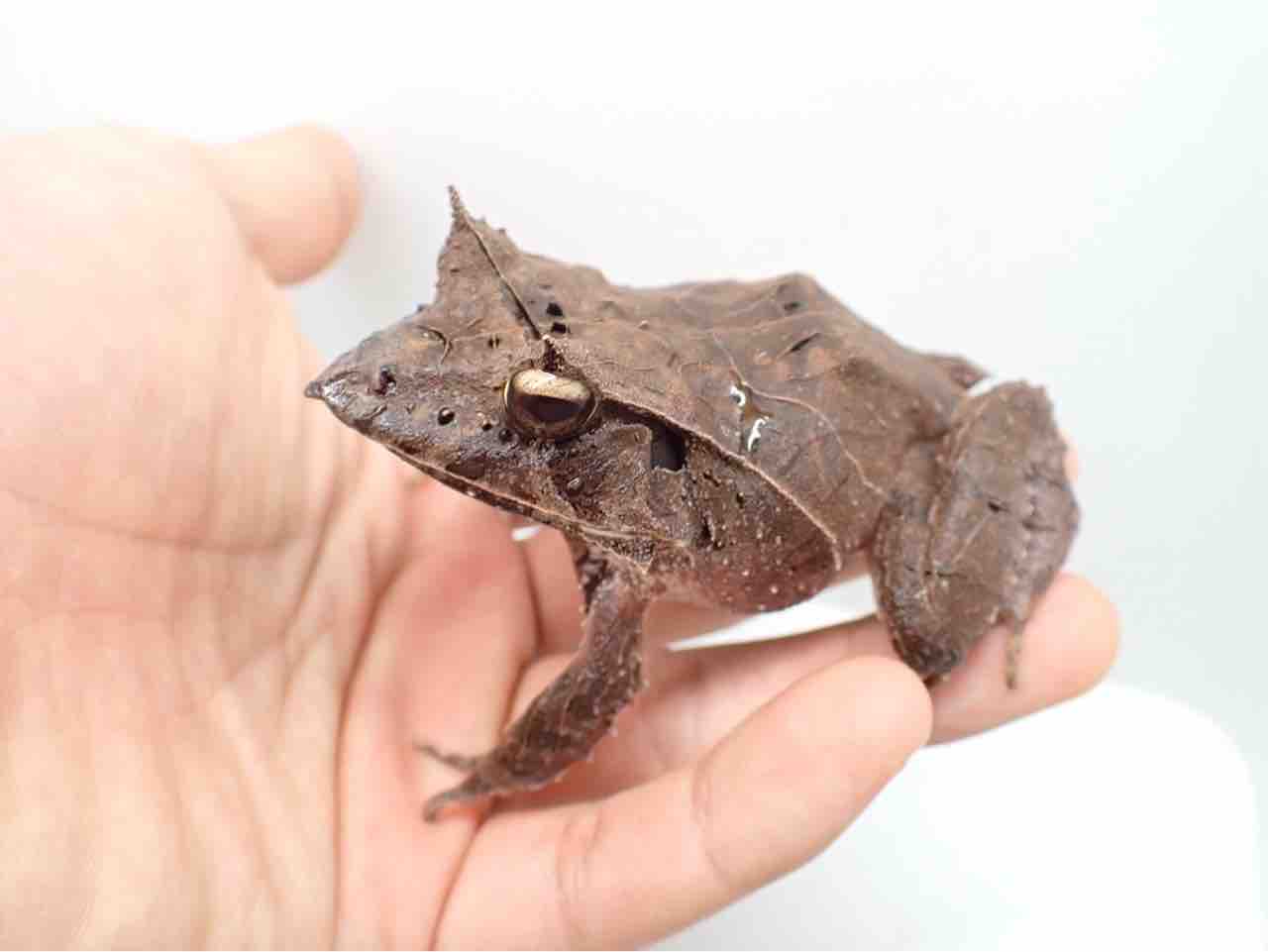 両生類新着🐸異形のやつら! : 爬虫類倶楽部大宮店公式ブログ 両生類新着🐸異形のやつら! : 爬虫類倶楽部大宮店公式ブログ