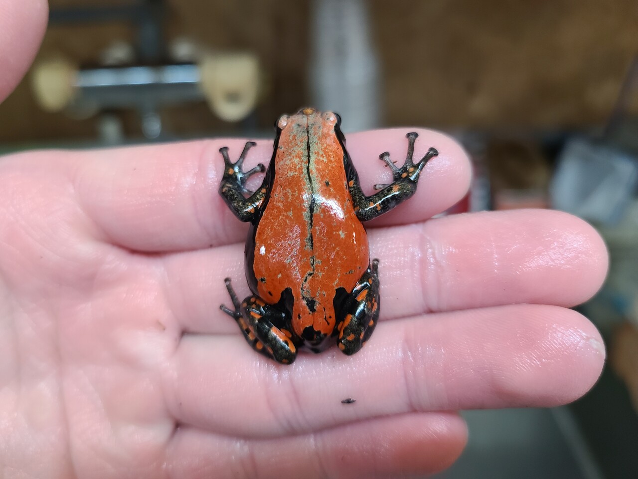 両生類新入荷 コガタナゾ クツワアメ イエアメ サビトマト クランウェル 爬虫類倶楽部大宮店公式ブログ 両生類新入荷 コガタナゾ クツワアメ イエアメ サビトマト クランウェル 爬虫類倶楽部大宮店公式ブログ