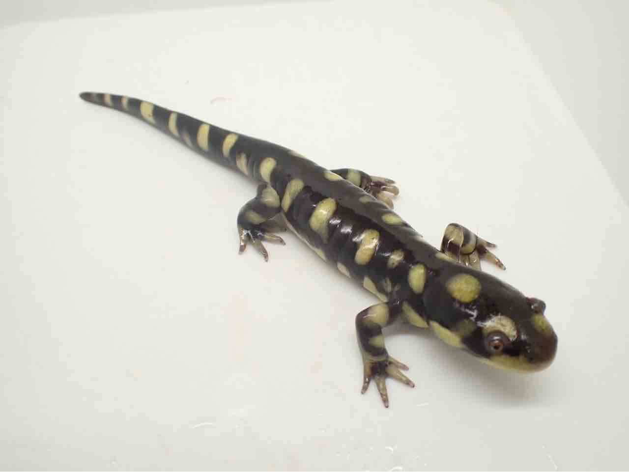 ポルトガルファイアサラマンダー Almeda 3 2022eucb ポルトガルファイアサラマンダー Almeda 1