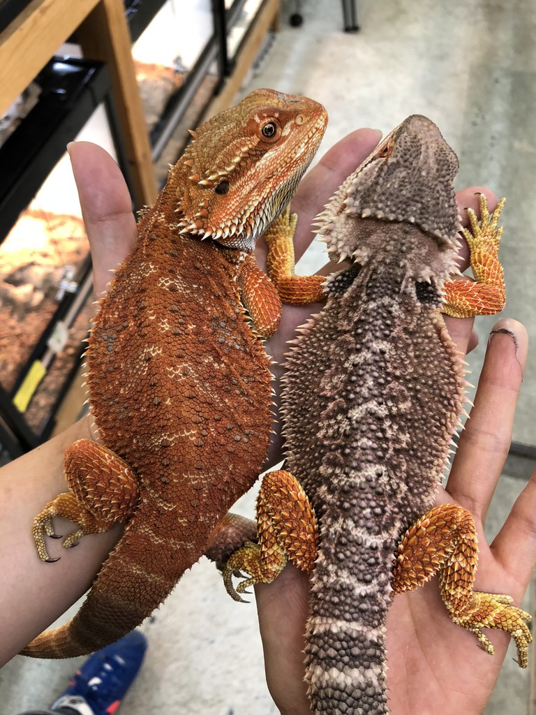 ヒガシアゴヒゲクロス ブルーバー ウィットブリッツ 爬虫類倶楽部大宮店公式ブログ