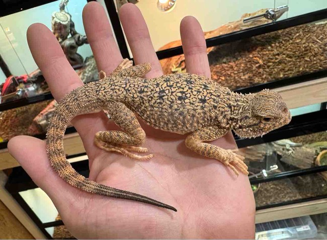 FullSizeRender