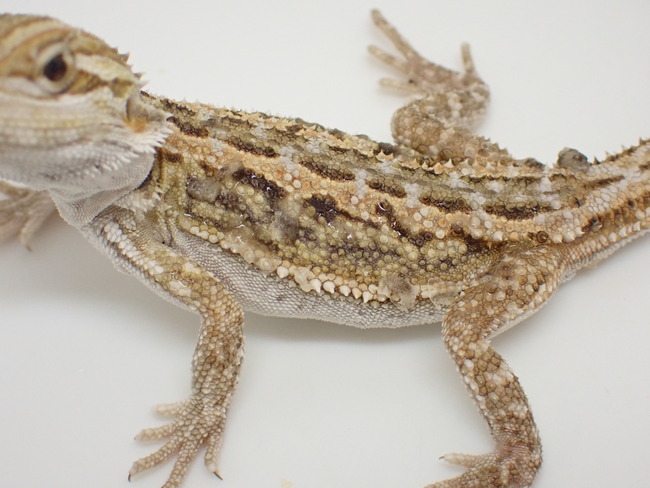P4273565