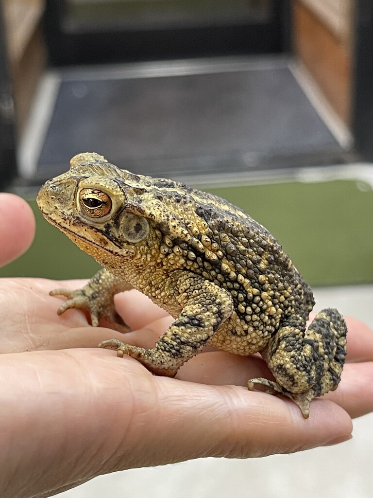 アメリカのカエルたち 爬虫類倶楽部大宮店公式ブログ アメリカのカエルたち 爬虫類倶楽部大宮店公式ブログ