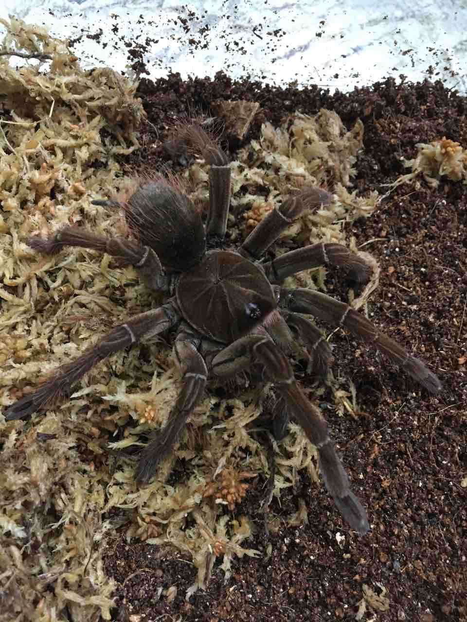 蟲 新入荷 バーガンディなど 爬虫類倶楽部大宮店公式ブログ