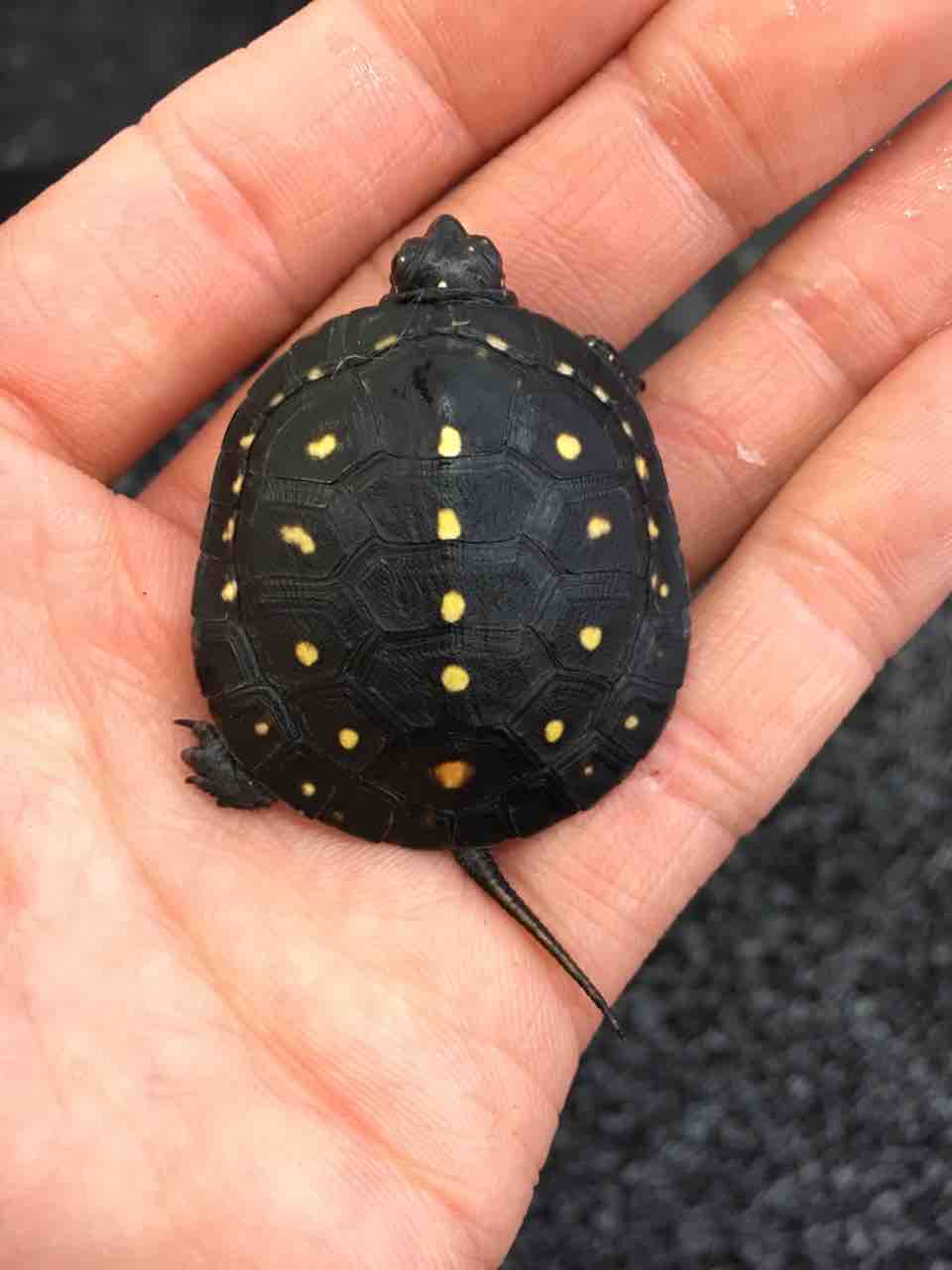 カメ ヘビ新入荷 マラヤンバンカレッド ハコガメなど 爬虫類倶楽部大宮店公式ブログ