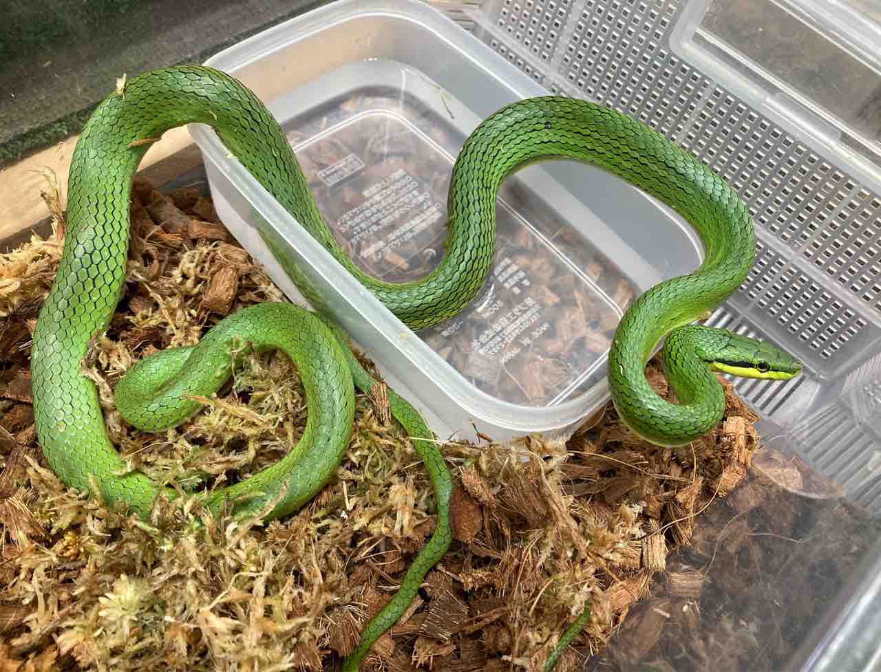 ヘビ カメ 新入荷 爬虫類倶楽部大宮店公式ブログ