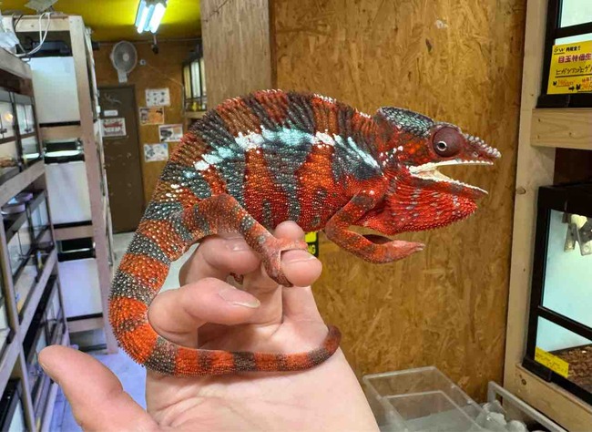 FullSizeRender