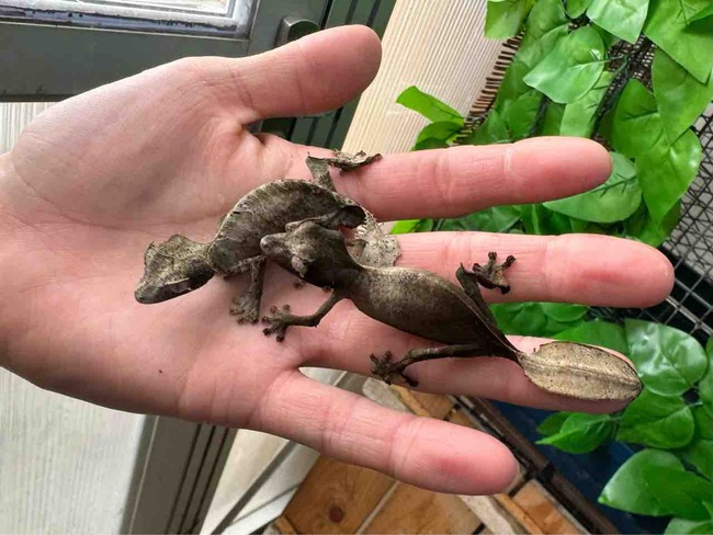 FullSizeRender