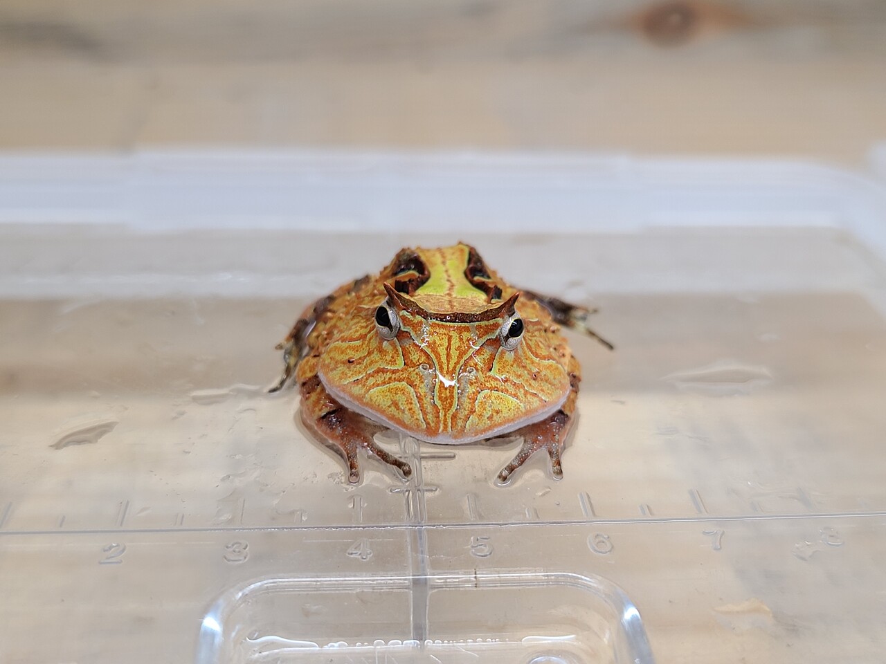 両生類 カメレオン新入荷 爬虫類倶楽部大宮店公式ブログ